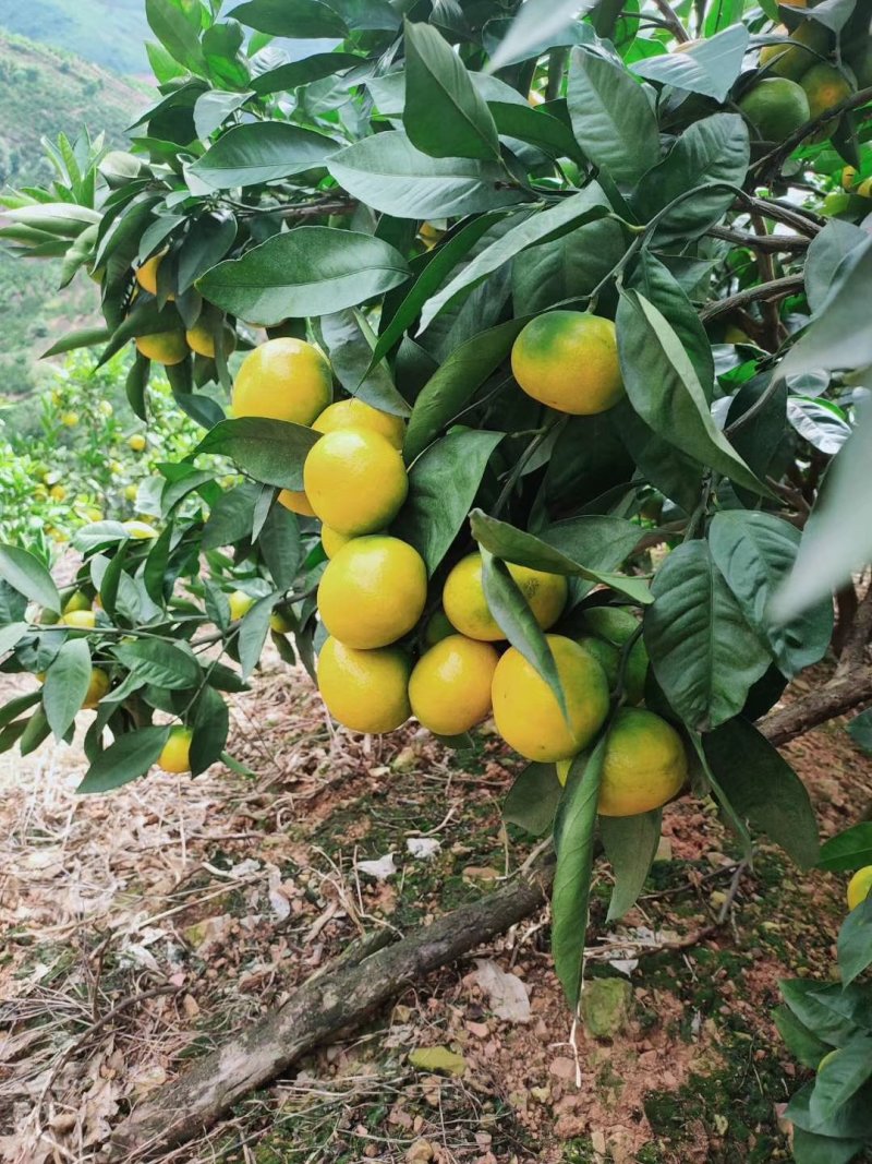 郴州粮油批发：打造便捷的食品供应链